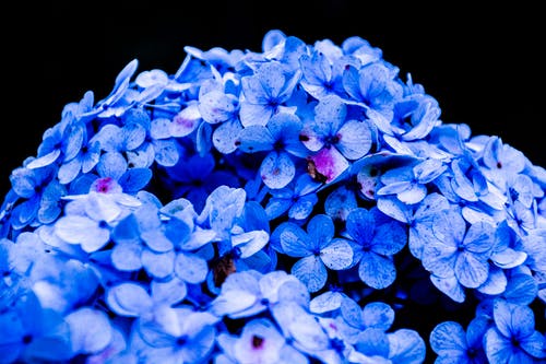 蓝色花瓣花 · 免费素材图片