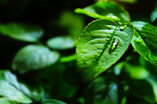 浅焦点镜头上的绿叶 · 免费素材图片