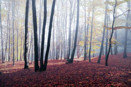 黑树 · 免费素材图片