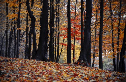橙色和棕色叶树 · 免费素材图片