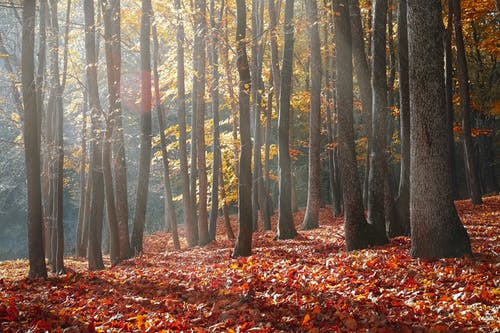 秋季森林景观摄影 · 免费素材图片