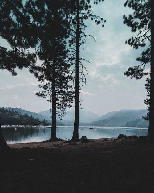 黑树 · 免费素材图片