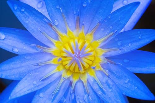 蓝色花瓣的特写摄影 · 免费素材图片