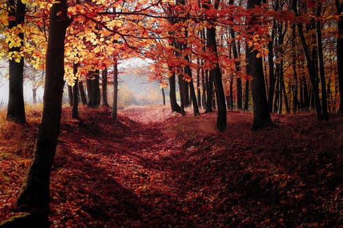 红色秋天的树木 · 免费素材图片