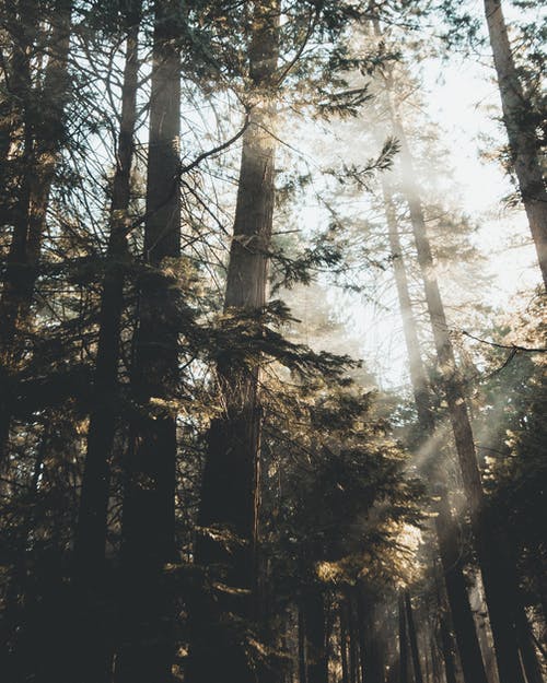 松树和阳光 · 免费素材图片