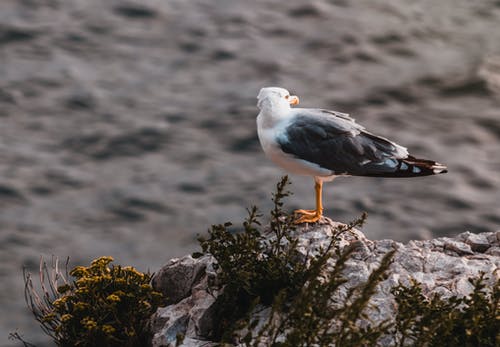 岩石上的白色和灰色海鸥 · 免费素材图片