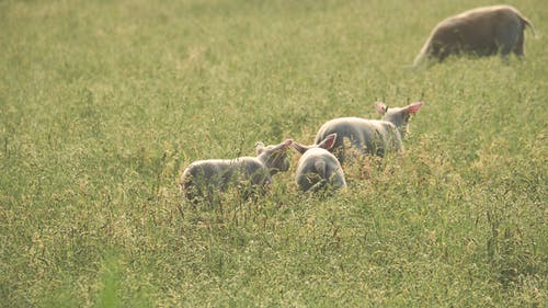 三只小羊在草地上 · 免费素材图片