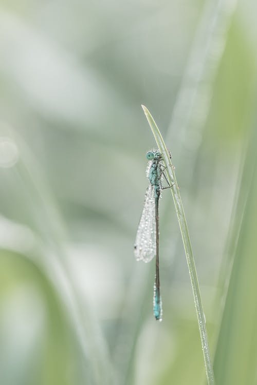 绿蜻蜓紧贴在草地上 · 免费素材图片