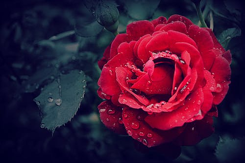 一朵红玫瑰的选择性聚焦摄影 · 免费素材图片