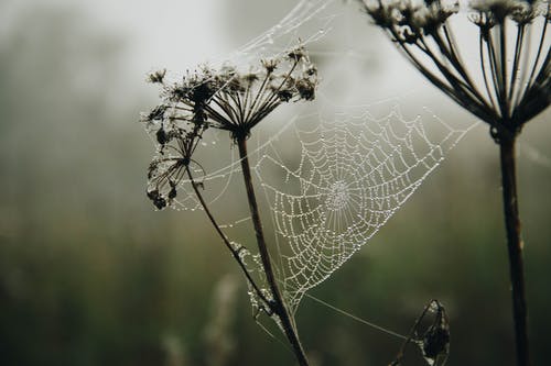 蜘蛛网与雨滴的浅焦点摄影 · 免费素材图片