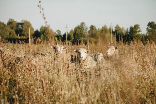 五只白羊在棕色的草地上 · 免费素材图片