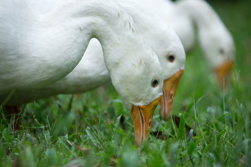 三只白鸭 · 免费素材图片