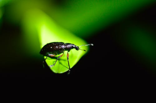 黑虫 · 免费素材图片