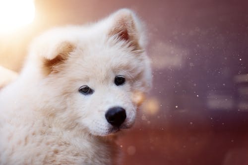 中涂棕褐色狗的特写摄影 · 免费素材图片