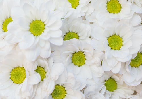 白菊花花 · 免费素材图片