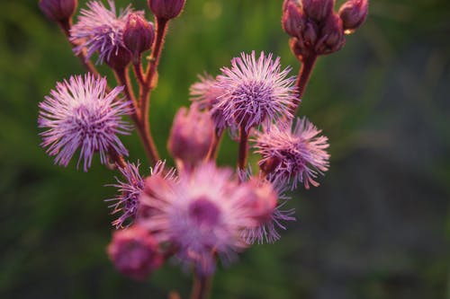 紫色花瓣花的选择性聚焦摄影 · 免费素材图片
