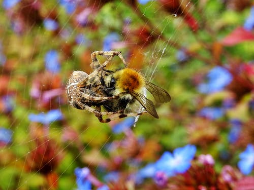 Orb Weaver蜘蛛织带蜜蜂 · 免费素材图片