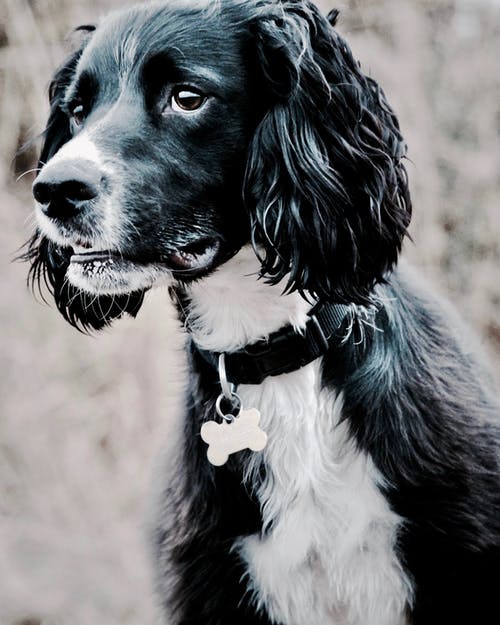 成人黑白猎犬 · 免费素材图片