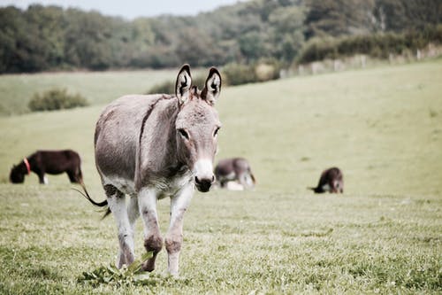 草地上的灰色驴 · 免费素材图片