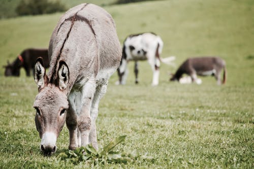 草地上的驴 · 免费素材图片
