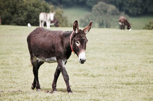 驴在草地上 · 免费素材图片