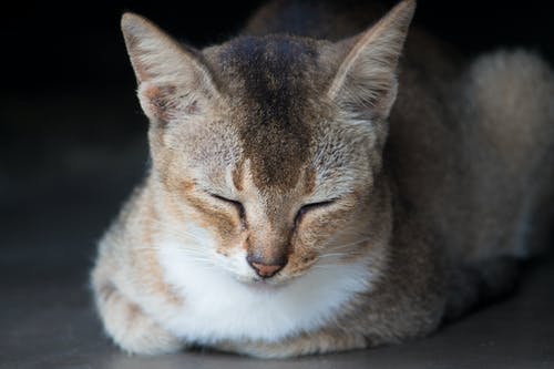 棕色的虎斑猫的特写照片 · 免费素材图片