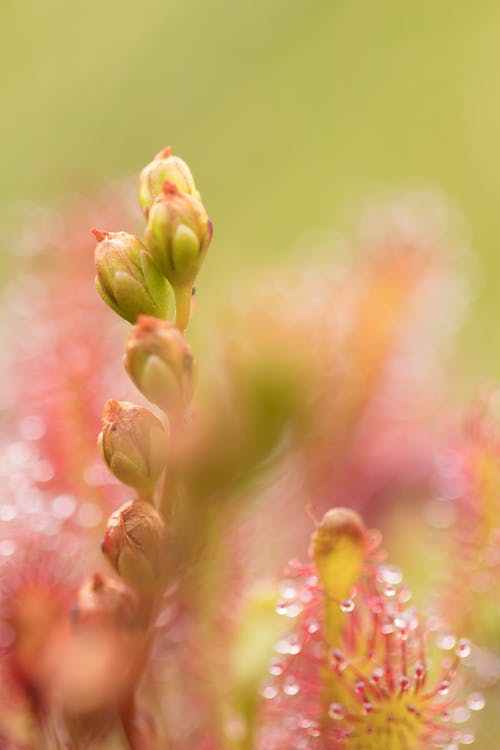 绿色植物的微距照片 · 免费素材图片