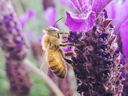 蜜蜂栖息在紫色的花瓣花上 · 免费素材图片