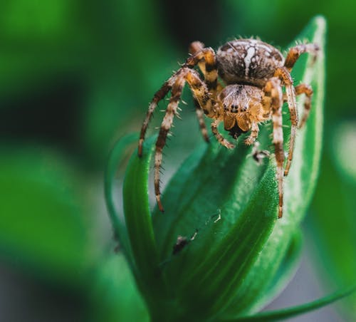 棕色蜘蛛的浅焦点摄影 · 免费素材图片