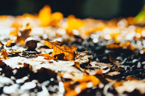 棕色干燥枫叶在地面特写照片上的选择性摄影 · 免费素材图片