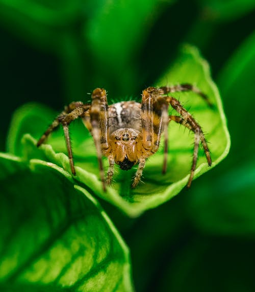 棕色蜘蛛 · 免费素材图片
