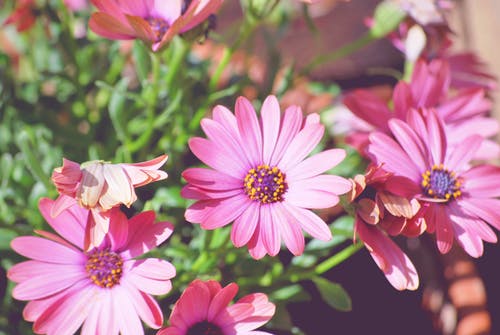 粉红色的花朵的近距离视图 · 免费素材图片