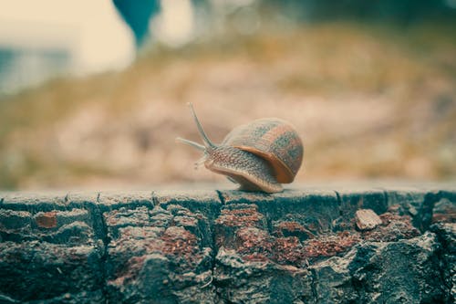 灰色混凝土表面上的棕色蜗牛 · 免费素材图片