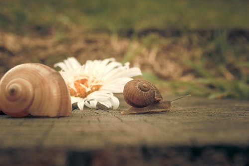 棕色木制表面上的棕色蜗牛 · 免费素材图片