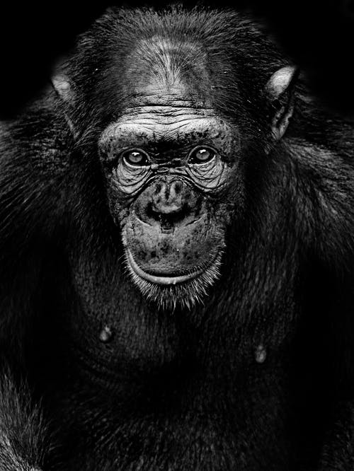 黑猩猩的单色摄影 · 免费素材图片
