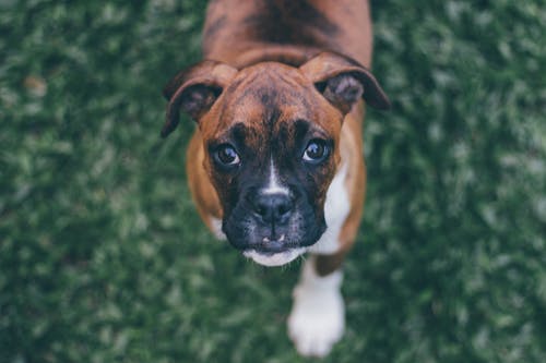 斑纹拳击手小狗的浅焦点摄影 · 免费素材图片