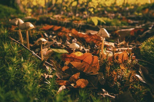 蘑菇干桩上的叶子 · 免费素材图片