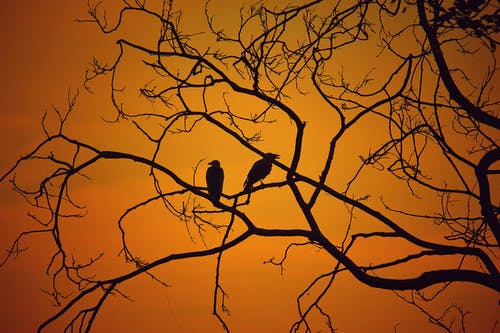 两只鸟在树枝上的剪影摄影 · 免费素材图片