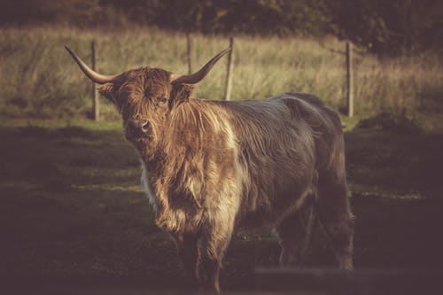 棕牛 · 免费素材图片