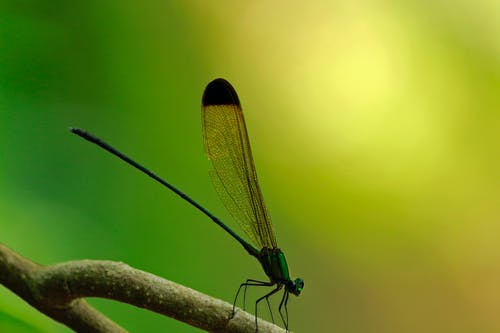 绿蜻蜓在树枝上 · 免费素材图片