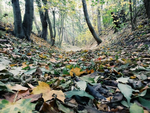 干树叶在森林里 · 免费素材图片