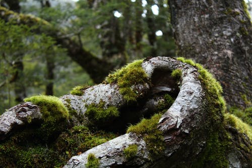 苔藓覆盖的树的根 · 免费素材图片