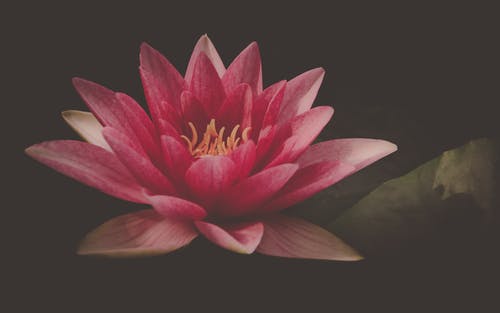粉红莲花 · 免费素材图片