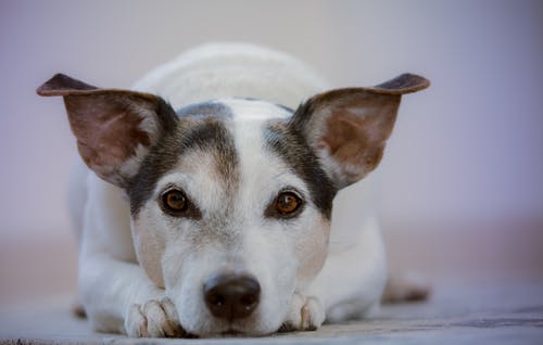 成人白色和黑色杰克罗素梗犬 · 免费素材图片