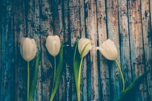 四朵白花 · 免费素材图片