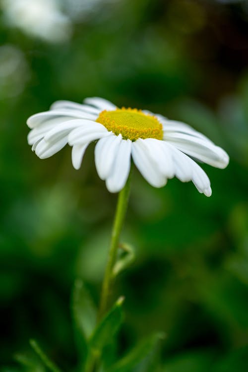 白雏菊花 · 免费素材图片