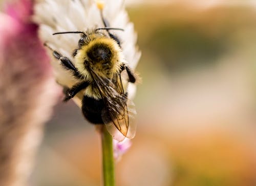 蜜蜂在花上的选择性聚焦摄影 · 免费素材图片
