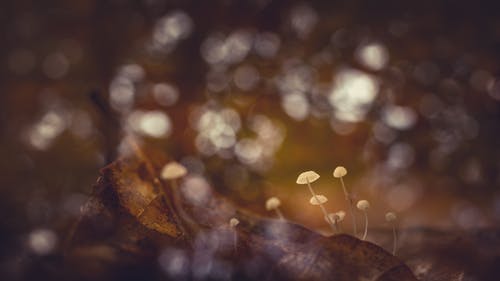 蘑菇特写和选择性聚焦摄影 · 免费素材图片