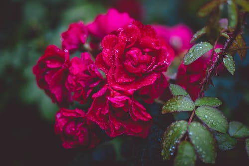 红玫瑰摄影 · 免费素材图片