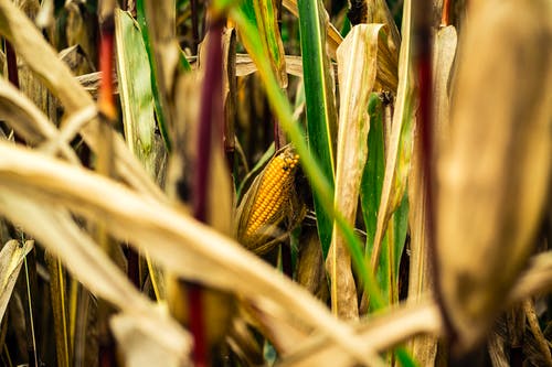 棕色和绿色玉米田 · 免费素材图片